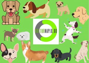 Read more about the article 🐕 Kutyabarát programok