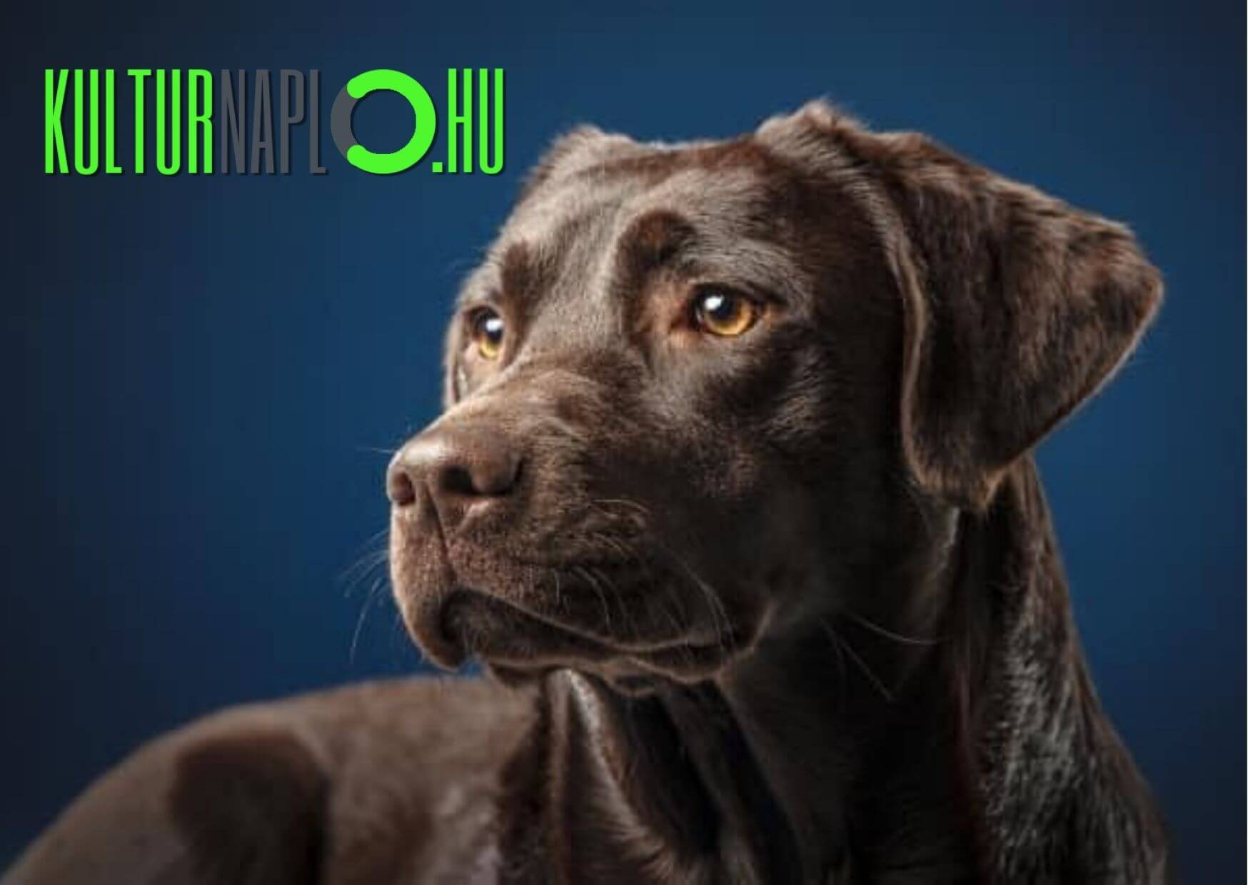 Read more about the article Kutyavilág, avagy gazdinak lenni csuda jó