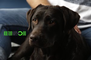 Read more about the article Kutyavilág, avagy gazdinak lenni csuda jó -2.