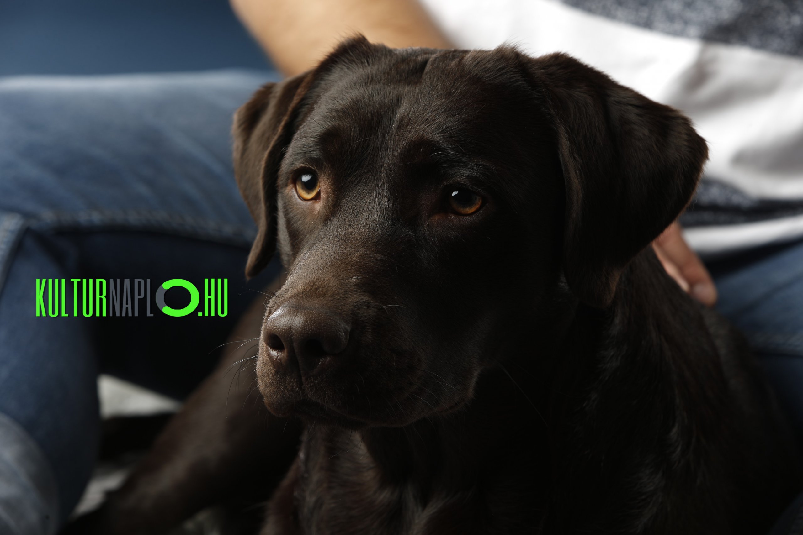 Read more about the article Kutyavilág, avagy gazdinak lenni csuda jó -2.