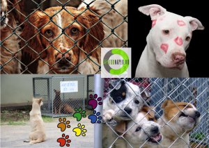 Read more about the article A kóbor, hontalan állatok világnapja