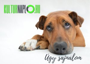 Read more about the article Bocsánat! -vagy mégsem?