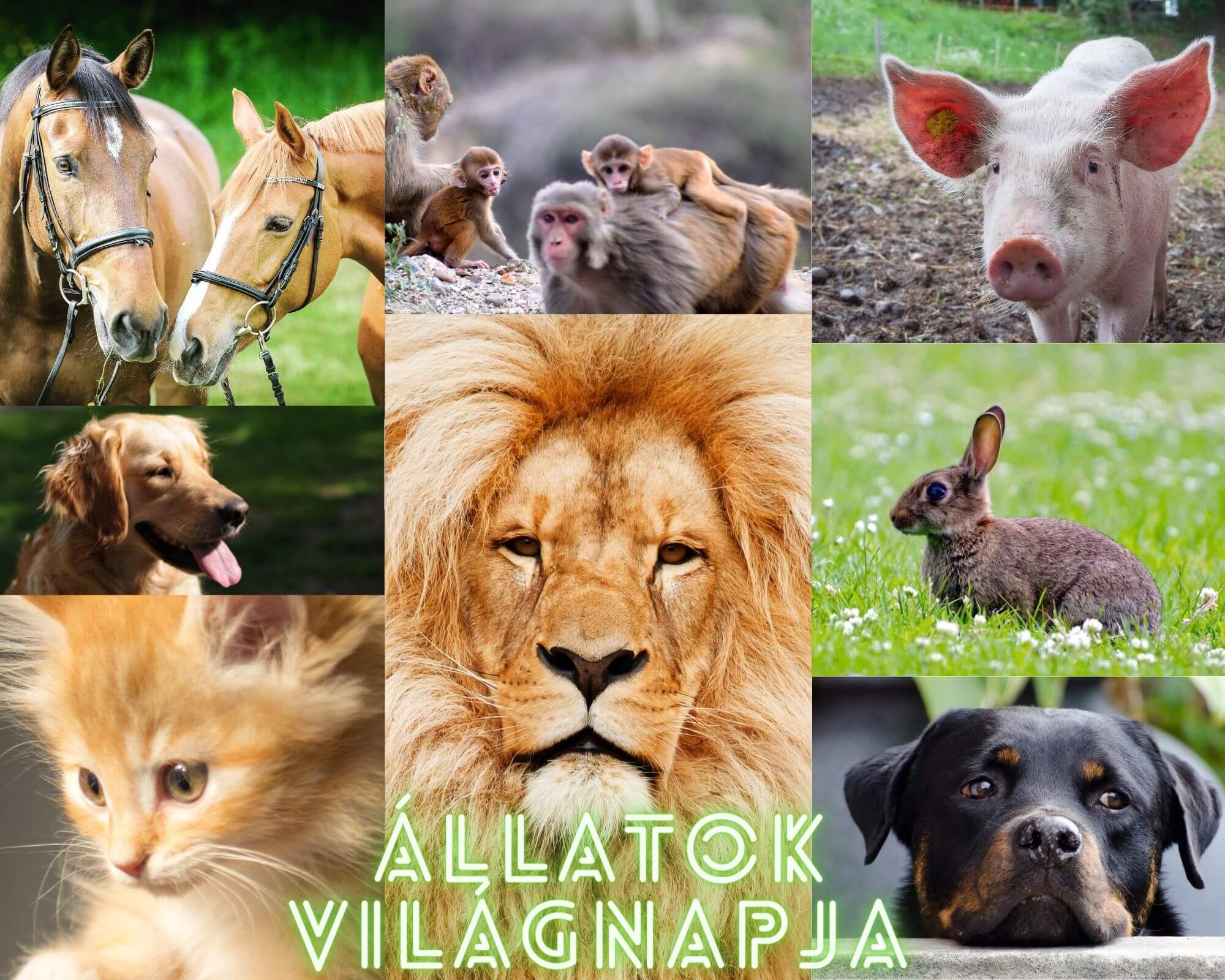 Read more about the article Gondolatok az Állatok Világnapján